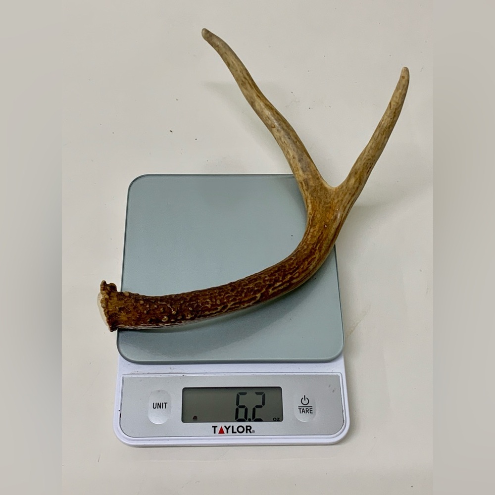 1960s 1970s Vtg Michigan Upper Peninsula 6.2oz/177g Deer Antler